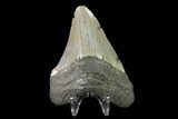 Fossil Megalodon Tooth - North Carolina #130052-1